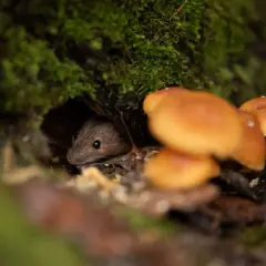 Un ratón asoma de su madriguera, rodeado de musgo y setas anaranjadas. Parece soñar con ratones y aventuras en el bosque.