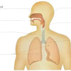 Anatomia układu oddechowego: nos, gardło, krtań, tchawica, oskrzela i płuca. Budowa klatki piersiowej w przekroju.