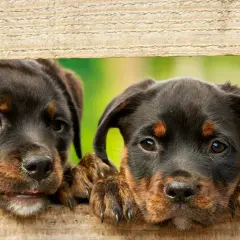 Dwa szczenięta rottweilera zaglądają przez drewniane deski. Szukają inspiracji na jakie są imiona dla psów.