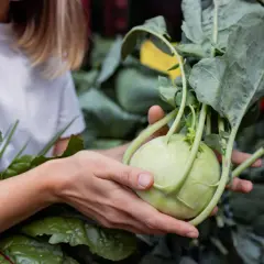 Kiedy jest sezon na kalarepę? Odkryj najlepszy czas na zbiór i sadzenie