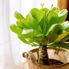 Un jeune palmier hawaïen, prêt pour son entretien, avec ses feuilles vertes luxuriantes et ses bourgeons jaunes, dans un pot en toile de jute près d'une fenêtre.