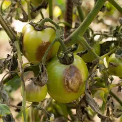 Pomodori verdi con macchie marroni e foglie secche, segni evidenti di septoriosi.