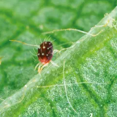 Un minuscule acarien rouge, couvert de points blancs, se promène sur une feuille verte. Ces acariens peuvent causer des dégâts aux plantes.