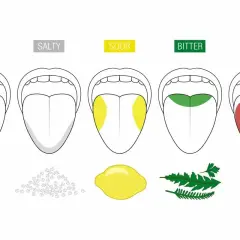 Ilustracja pokazuje, jak różne obszary języka odbierają smaki: słodki (czekolada), słony (sól), kwaśny (cytryna), gorzki (zioła) i umami (pomidor). Nasze kubki smakowe to fascynujący zmysł.