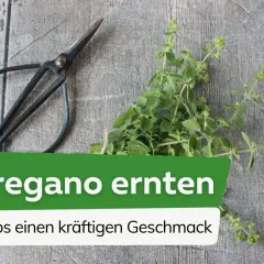 Frische Oregano-Zweige und eine Schere liegen auf Holz. Der Text "Oregano ernten" und "Tipps einen kräftigen Geschmack" erklärt, wie wird Oregano ausgesprochen und geerntet.