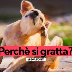 Un cane si gratta con la zampa. Quando preoccuparsi se il cane si gratta? Scopri le cause e i rimedi.