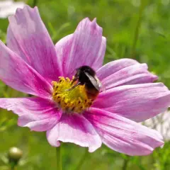 Eine Hummel sammelt Nektar auf einer zarten rosa Sommerblume. Diese sommerblumen bilder mit namen zeigen die Schönheit der Natur.