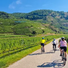 Cyclists enjoy a sunny day on the Danube cycle path, surrounded by lush vineyards and rolling hills.