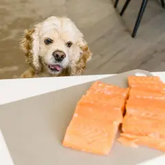 Cocker spaniel z językiem na wierzchu patrzy na dwa kawałki łososia na desce. Czy pies może łososia?