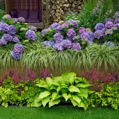 Kwiaty w donicy: fioletowe hortensje, trawa ozdobna, purpurowe astilbe i zielone hosty.