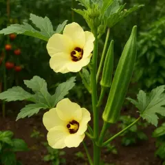 Fiori gialli e baccelli verdi di ocra verdura in un orto.