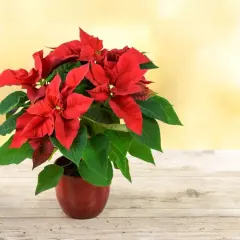 Un magnifique poinsettia rouge et vert dans un pot sur une table en bois. Idéal pour des conseils sur le poinsettia entretien.