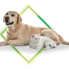 Labrador i biały kot leżą obok siebie. Zadbaj o spokój swoich pupili dzięki ubezpieczeniu psa.