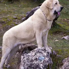 Un imponente perro mastín de pelaje claro, con collar metálico, descansa sobre rocas en un paisaje natural.