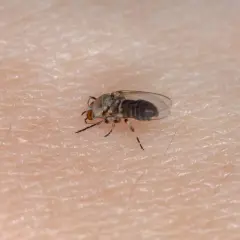 Mała muszka w domu, siedząca na ludzkiej skórze, z widocznymi włoskami i porami.