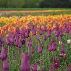 Fioletowe tulipany Darwina w zbliżeniu, w tle rzędy pomarańczowych i żółtych kwiatów.