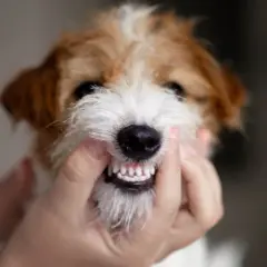 Un primer plano de un perro terrier con los labios levantados para mostrar sus dientes.