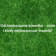 Kiedy opryskiwać chwasty na trawniku, aby uniknąć ich rozwoju?