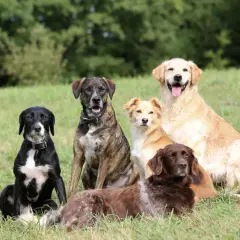 Sechs Hunde verschiedener **Begleithunde Rassen** sitzen im Gras. Ein schwarzer Hund mit weißer Brust, ein gestreifter Hund, ein heller Hund, ein goldener Retriever und ein brauner Hund.