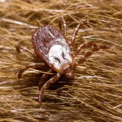 De qué se alimentan las garrapatas y cómo afectan a sus huéspedes