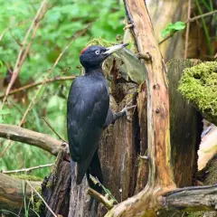 Ein schwarzer Specht mit rotem Scheitel klettert an einem moosbewachsenen Baumstumpf im Wald.