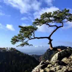 Widok z sokolica szlak ze Szczawnicy. Samotna sosna na skale, w tle góry i lasy.
