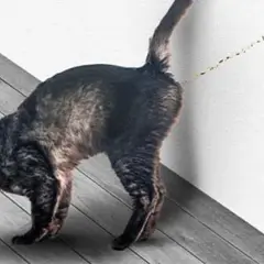 Es bueno castrar a un gato macho para mejorar su salud y comportamiento