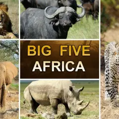 Lejon, buffel, leopard, elefant och noshörning – alla delar av Afrikas big 5 djur.