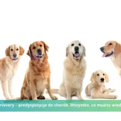 Jak umiera golden retriever - najczęstsze przyczyny i objawy chorób