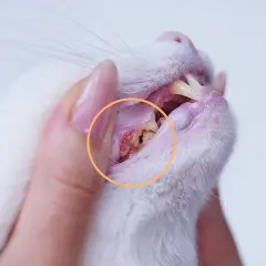 Zahnfleischentzündung bei einer Katze, deutlich sichtbar im gelben Kreis. Die Zähne sind stark verfärbt und entzündet.