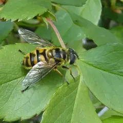 Un sirfide giallo e nero, simile a una vespa, riposa su una foglia verde. Nonostante l'aspetto, i sirfidi pungono raramente.