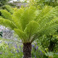 Un majestueux fougère arborescente Dicksonia antarctica, avec ses frondes vertes luxuriantes, se dresse dans un jardin fleuri.