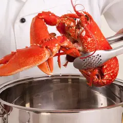 Manos de chef sostienen un bogavante cocido con pinzas sobre una olla de acero inoxidable.