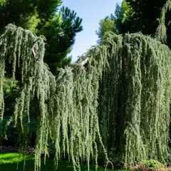 Un majestueux cèdre pleureur, ses branches tombant comme une cascade verte, crée une ombre douce sur la pelouse.