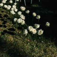 Białe róże na trawie, jak piękne życzenia na pierwszą rocznicę związku. Cienie tańczą na trawie, tworząc magiczną atmosferę.