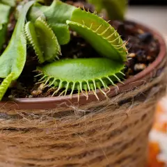 Dionée, une plante mangeuse d'insectes aux pièges ouverts, en pot décoré de cordelette.