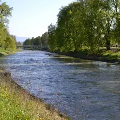Rzeka Olza płynie przez Cieszyn, otoczona zielenią i kwitnącymi na żółto trawami. W oddali widać most.