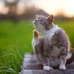 Un chat tigré se gratte l'oreille au soleil couchant. Il semble que mon chat a des puces, il est temps de le traiter.