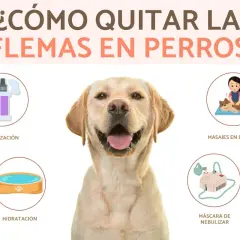 Consejos para aliviar las flemas en perros: vaporización, masajes, hidratación y nebulización. Un labrador sonriente muestra las opciones.