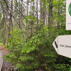 Drewniana kładka przez las w Biebrzańskim Parku Narodowym, znak szlaku "Czerwone Bagno".