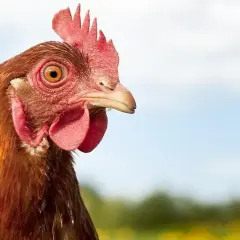 Co oznacza sen o kurach? Odkryj znaczenie i emocje związane z marzeniami