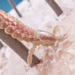 Un piojo, con su cuerpo segmentado y patas, se aferra a un cabello sobre la piel. Así es como se ve un piojo de cerca.