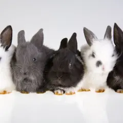 Cinque coniglietti di diverse colorazioni, dal bianco e nero al grigio, posano in fila. Il loro peso è minimo, ma il loro fascino è immenso.