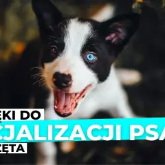 Piszczenie szczeniaka: Rozszyfruj sygnały i skutecznie mu pomóż