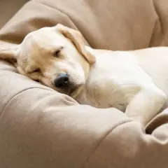 En söt hundvalp sover tryggt i sin bädd. Den lilla hunden ensam hemma drömmer nog om lek och bus.