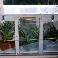 Piccole piante grasse e succulente protette in una serra fredda fai-da-te, con un telo protettivo a bolle sul fondo.