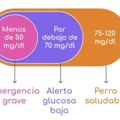 Niveles de glucosa en perros: <50 mg/dl (emergencia grave), <70 mg/dl (alerta, glucosa baja), 75-120 mg/dl (perro saludable).