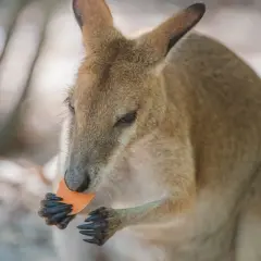 Un canguro marrón come una zanahoria, mostrando lo que comen los canguros.