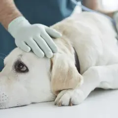 Symptome von Borreliose beim Hund: Warnzeichen, die Sie kennen sollten