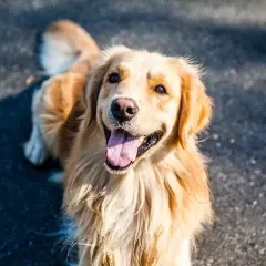 Ile lat żyje Golden Retriever? Poznaj prawdę i zadbaj o pupila